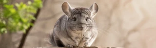 你应该知道 Chinchilla 长什么样。